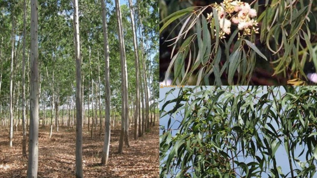 Cây khuynh diệp (cây bạch đàn)